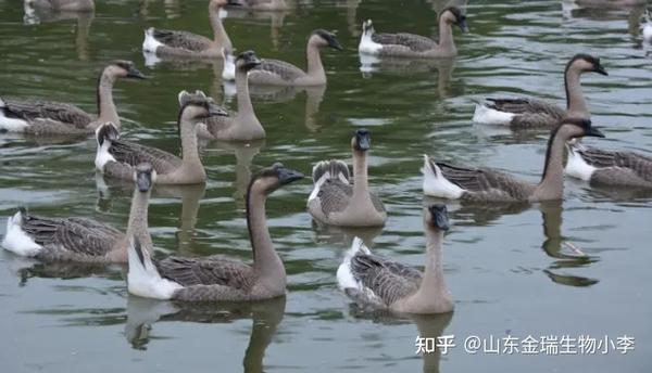 养鹅厂真实案例分析（三）