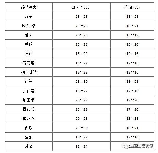 洋葱种植技术怎么育苗_洋葱种苗方法_洋葱种植育苗技术与管理