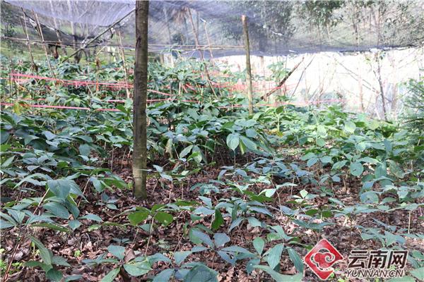 种植重楼效益_种植重楼赚钱吗_重楼种植带动致富