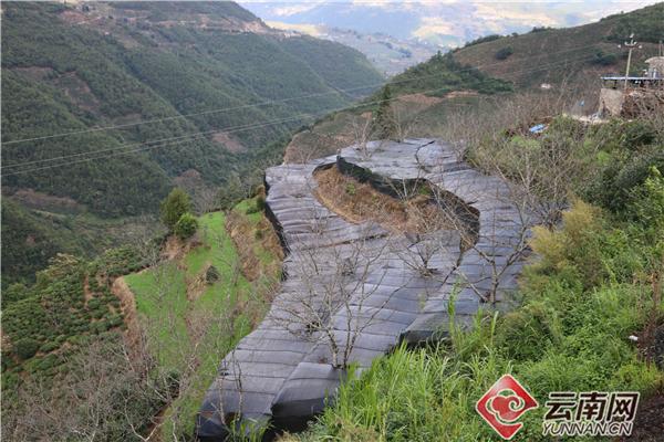 重楼种植带动致富_种植重楼效益_种植重楼赚钱吗