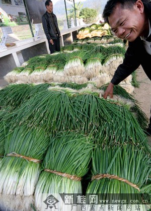 能人亲自种植示范收入数万 村民种香葱走上致富路