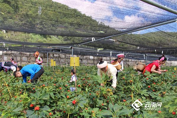 种植重楼效益_重楼种植带动致富_种植重楼是不是骗局