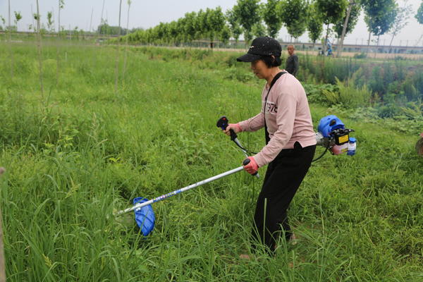 致富种植河南行业怎么样_适合河南种植致富项目_河南种植致富行业