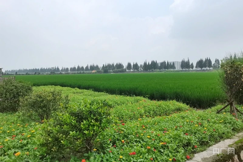 杭州种植致富项目_致富种植杭州项目有哪些_杭州种植基地