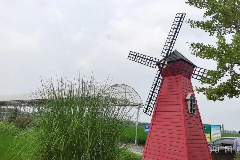 杭州种植基地_杭州种植致富项目_致富种植杭州项目有哪些