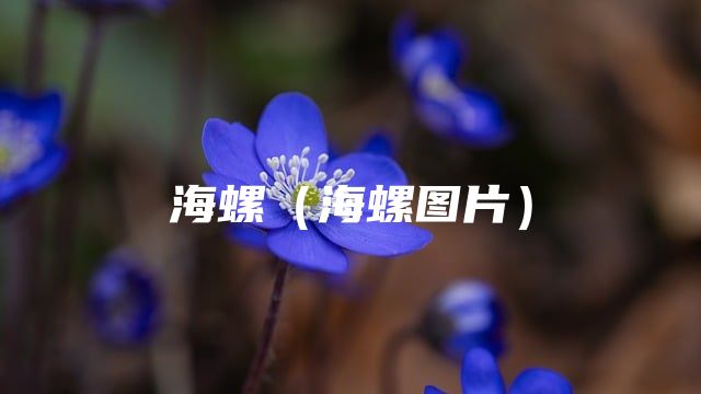 海螺（海螺图片）