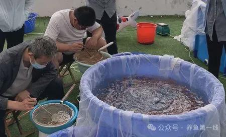 锦鲤水花养殖技术_水花锦鲤水花养殖技术_养殖水花锦鲤技术视频