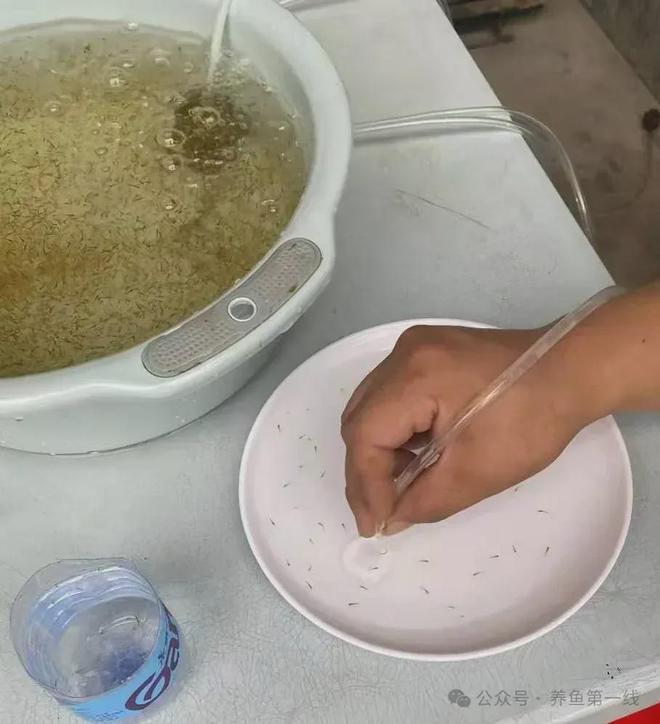 锦鲤水花养殖技术_养殖水花锦鲤技术视频_水花锦鲤水花养殖技术