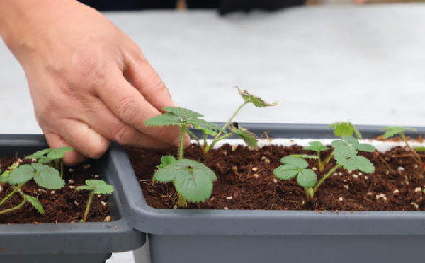 室内种植草莓方法_致富室内种植草莓视频大全_草莓室内种植致富