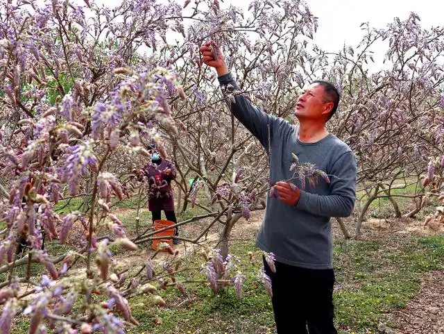 河南杞县：闫方青种植葛花走上致富路