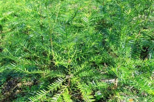 山头种植什么收益高_山头种植致富项目_致富种植头山项目介绍