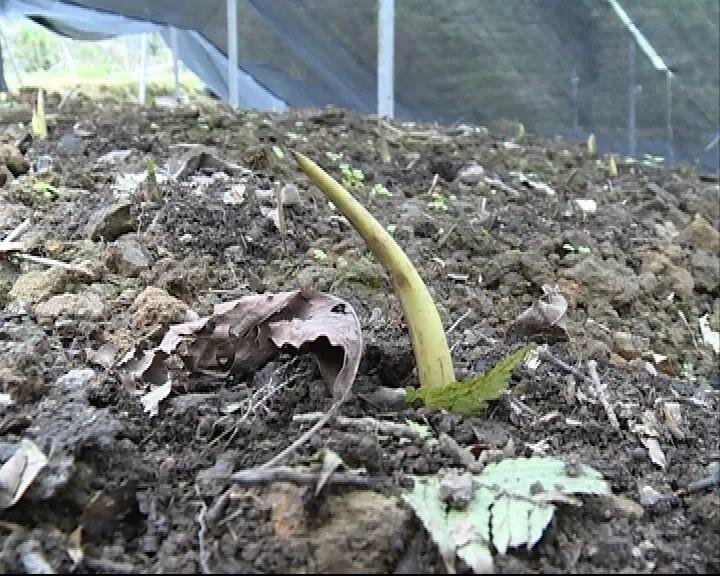 种植重楼政府有补贴吗_种植重楼赚钱吗_重楼种植带动致富