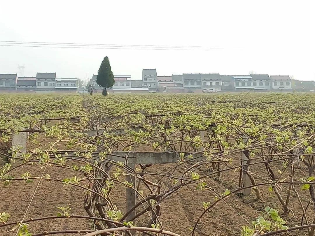 种植致富经_周至种植致富_致富种植视频全集