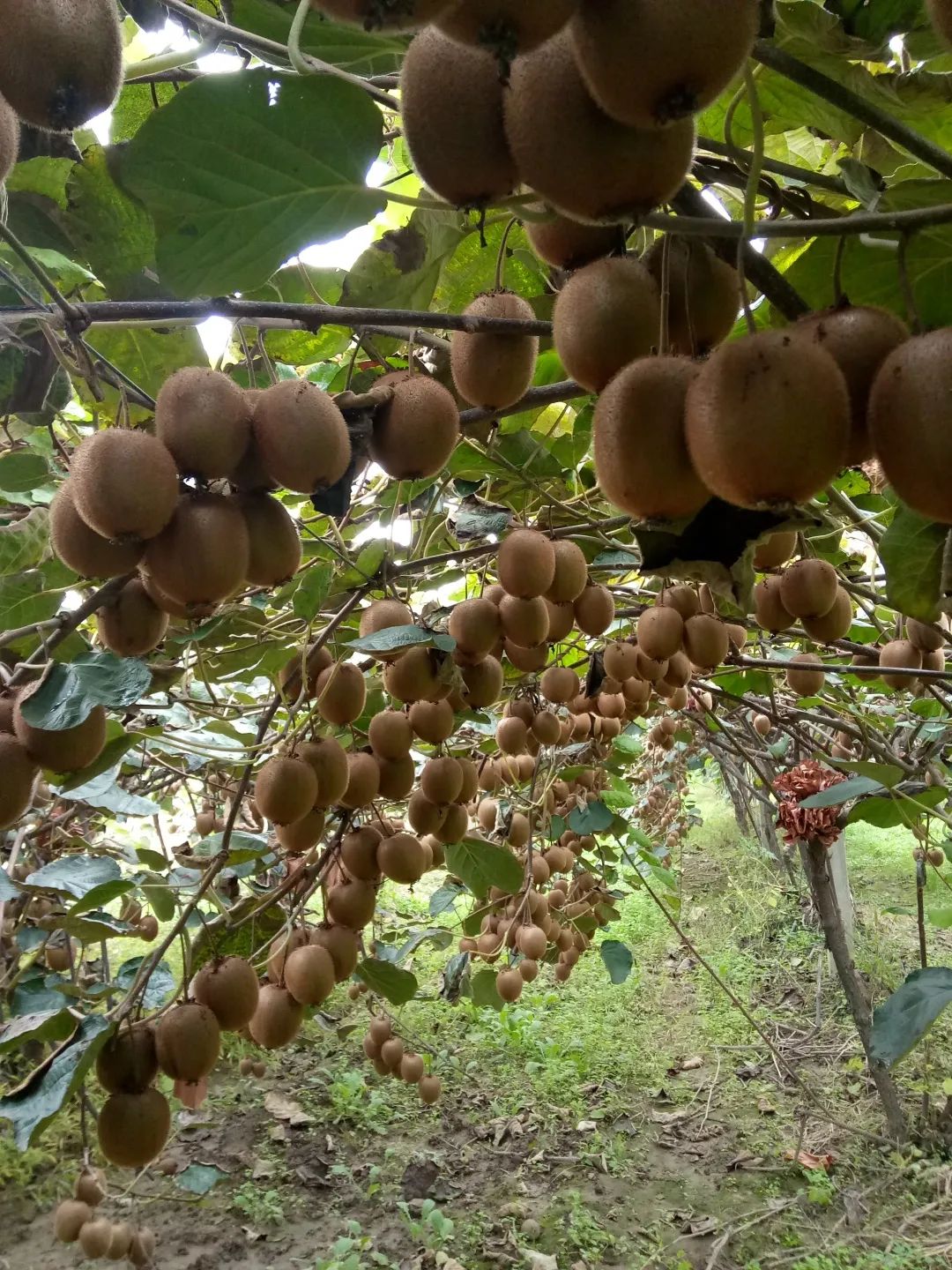 种植致富经_致富种植视频全集_周至种植致富