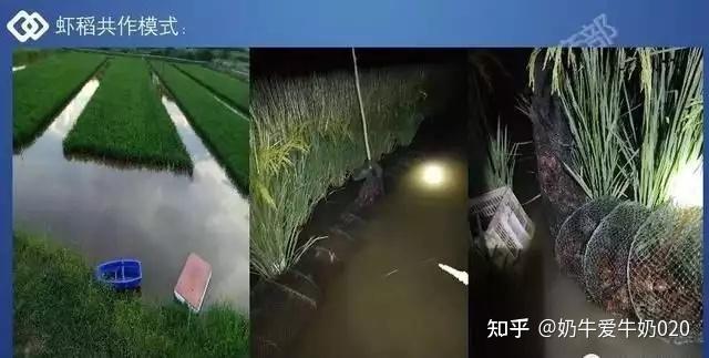 龙虾养殖塘图片_龙虾养殖鱼塘技术要求_龙虾鱼塘养殖技术