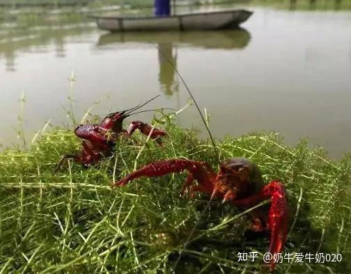 龙虾养殖塘图片_龙虾鱼塘养殖技术_龙虾养殖鱼塘技术要求