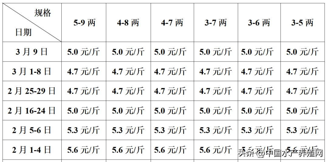 养殖山东鳜鱼技术与管理_山东鳜鱼养殖技术_山东鳜鱼养殖基地