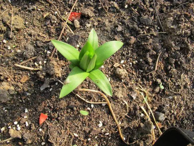 阳台种植什么最赚钱_阳台致富经_在阳台种植致富