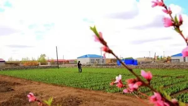 大蒜种植致富助手_大蒜种植神器_致富经大蒜种植视频