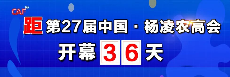 强！签约3.29亿元！陕西周至猕猴桃成“致富果”