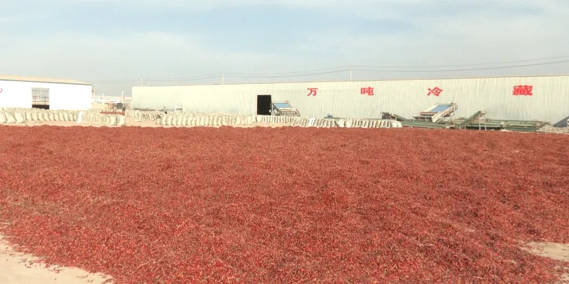 致富辣椒种植忙_辣椒种植效益_农业节目致富经种植辣椒