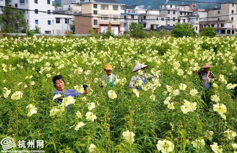 杭州种植什么_种植致富案例_杭州种植致富项目