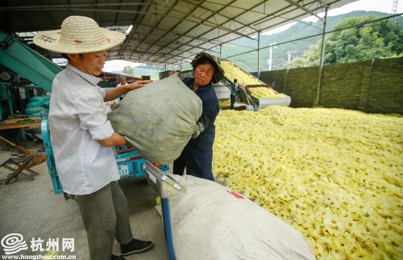 杭州种植什么_种植致富案例_杭州种植致富项目