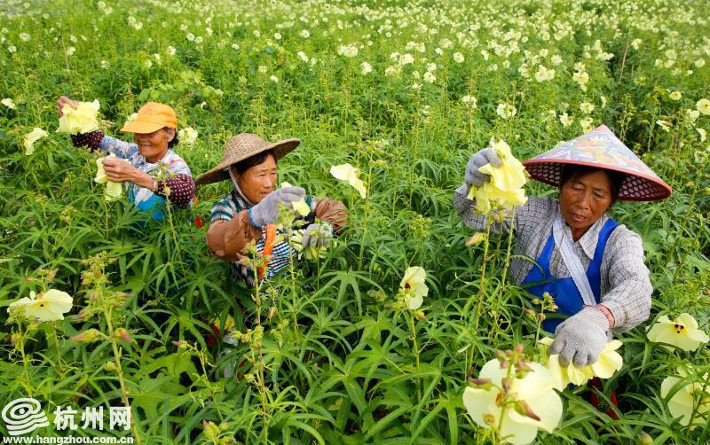 种植致富案例_杭州种植什么_杭州种植致富项目