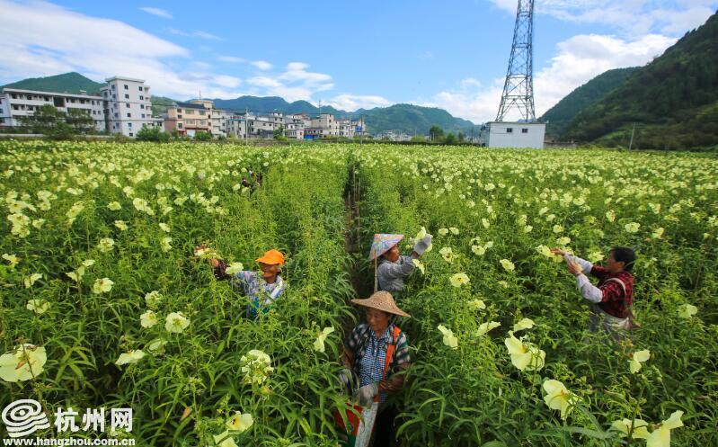 种植致富案例_杭州种植致富项目_杭州种植什么