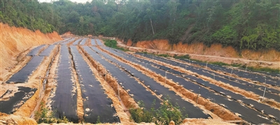 梅州：小地龙“钻”出致富新路径