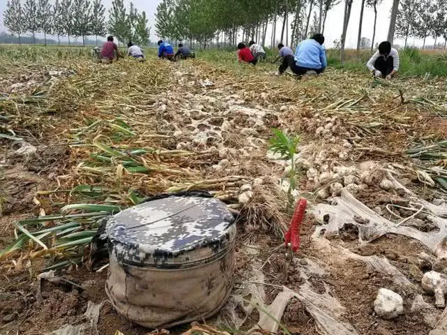 致富经大蒜_大蒜种植致富助手_大蒜种植神器