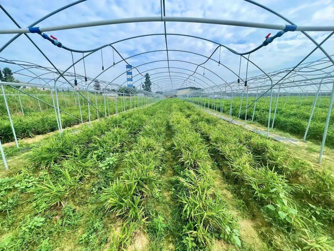 海南生姜种植致富_海南的生姜种植大户_海南哪里有生姜种植基地