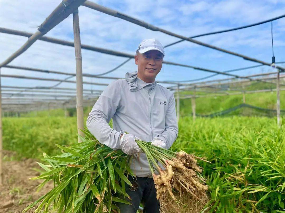 海南的生姜种植大户_海南哪里有生姜种植基地_海南生姜种植致富