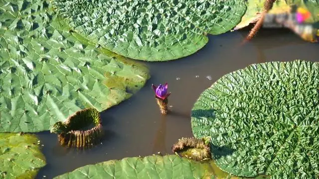 致富种植报道芡实视频_芡实种植致富报道_种植芡实市场前景好吗