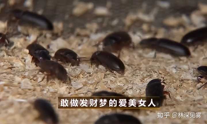 黄粉虫养殖技术与销售_黄粉虫养殖技术与销售_黄粉虫养殖技术与销售