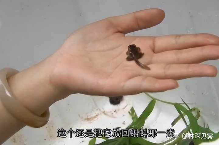 黄粉虫养殖技术与销售_黄粉虫养殖技术与销售_黄粉虫养殖技术与销售