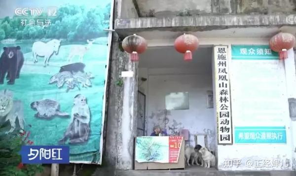 致富养殖豪猪图片_豪猪养殖致富经_养殖豪猪赚钱吗