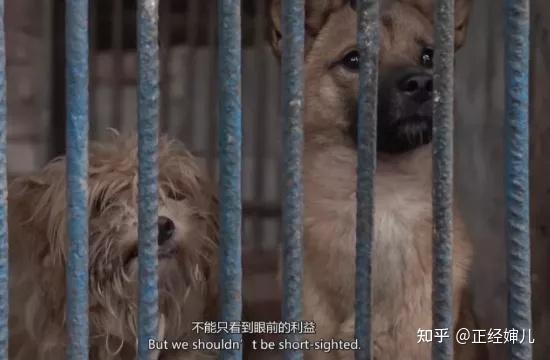 养殖豪猪赚钱吗_豪猪养殖致富经_致富养殖豪猪图片