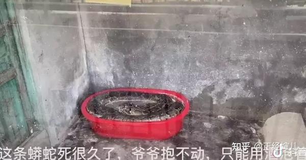 致富养殖豪猪图片_豪猪养殖致富经_养殖豪猪赚钱吗