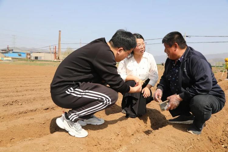 海南的生姜种植大户_海南生姜种植致富_海南哪里有生姜种植基地