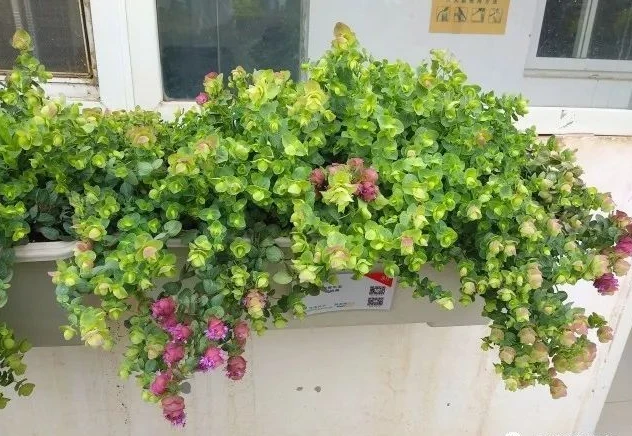 室内养牛技术_牛至的室内种植技术_牛至种植方法