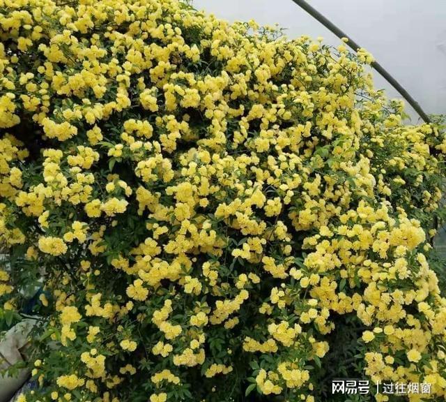 木香种植技术_种植木香技术视频_种植木香技术要点