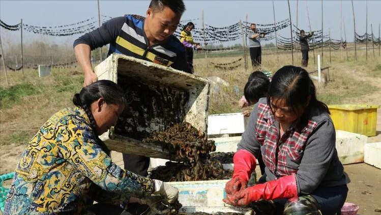 致富经水蛭养殖视频_致富经视频养水蛭_视频致富养水蛭是真的吗