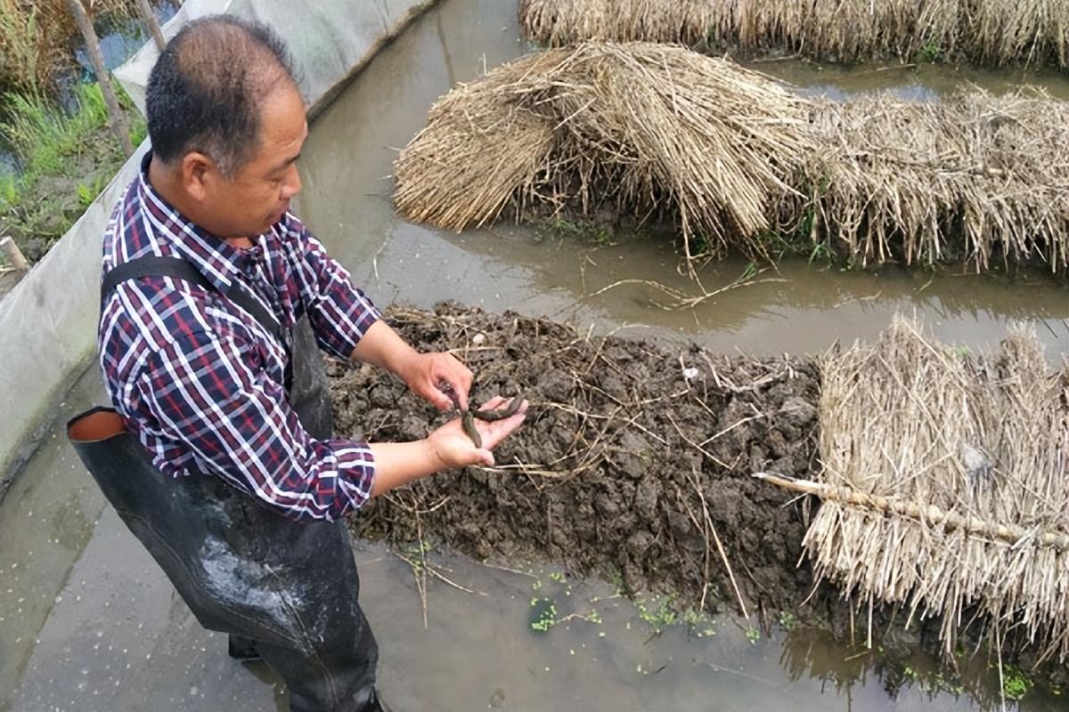 致富经视频养水蛭_视频致富养水蛭是真的吗_致富经水蛭养殖视频