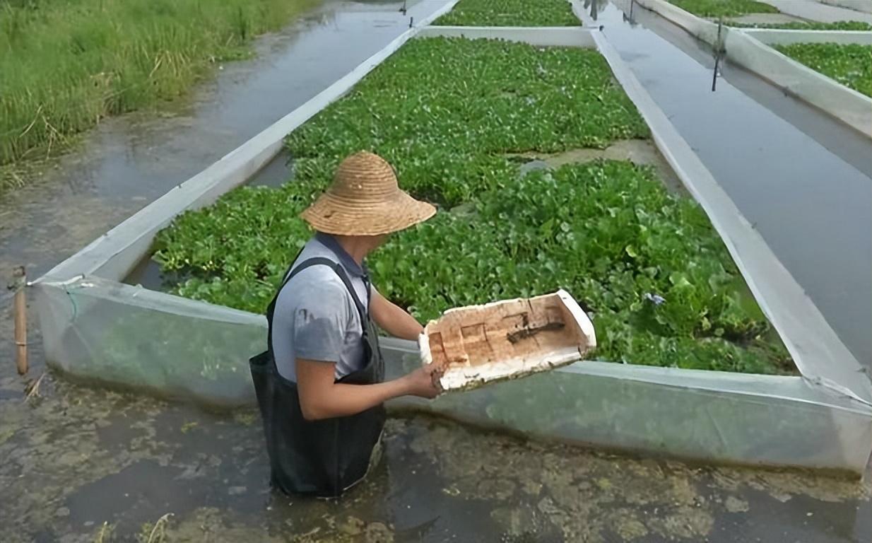 视频致富养水蛭是真的吗_致富经视频养水蛭_致富经水蛭养殖视频