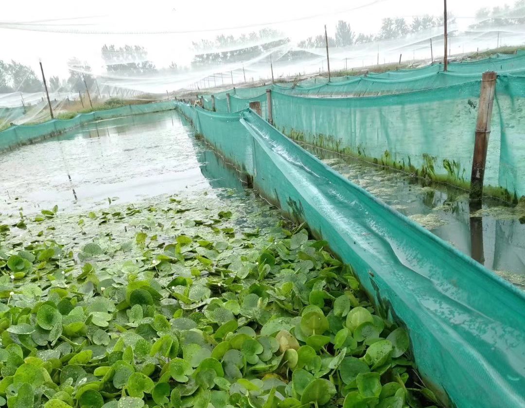 致富经视频养水蛭_致富经水蛭养殖视频_视频致富养水蛭是真的吗