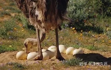 养殖鸵鸟大概投资多少_致富经养殖鸵鸟_致富养殖鸵鸟赚钱吗