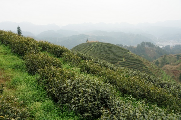 贵州织金：党建引领特色产业遍地开花