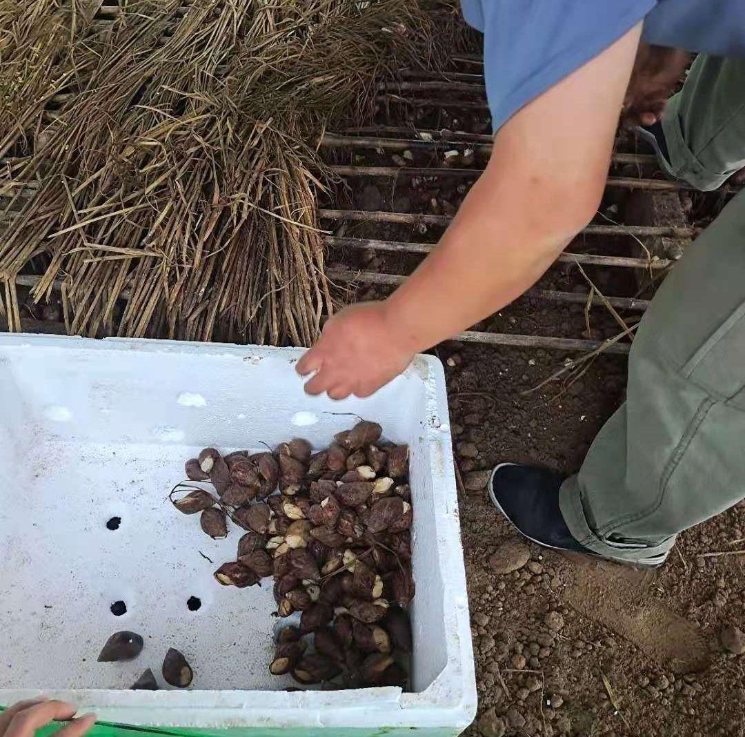 蜗牛怎么养殖技术_蜗牛养殖技术一本通_蜗牛养殖技术视频