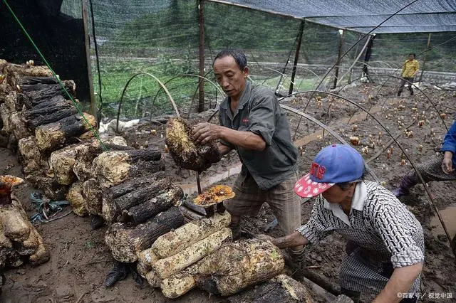 种植桑黄是什么药材_致富经桑黄种植技术_桑黄的种植技术